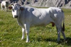 CANAVESE - Il Vitellone Piemontese diventa Igp