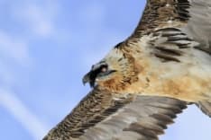 PARCO GRAN PARADISO - Un altro piccolo gipeto è nato sotto gli occhi della telecamera - VIDEO