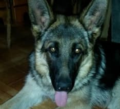 CUORGNE'-VALPERGA - Aiutiamo Rocky a tornare a casa