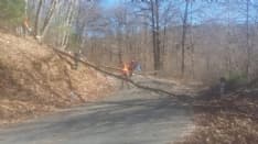 VALCHIUSELLA - Via le piante pericolose lungo la provinciale 66