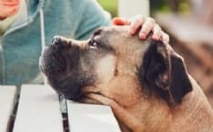 CANAVESE - Riprende la Pet Therapy ma con un nuovo protocollo di sicurezza