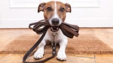 QUINCINETTO - Cani vietati nei bar? «Non può decidere il Comune»