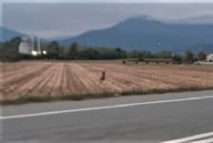 RIVAROLO-OZEGNA - Cervo terrorizzato sulla provinciale, sfiorato da auto e camion riesce a scappare