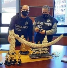 CASELLE - I carabinieri sulle tracce dell'avorio illegale ottenuto con l'uccisione degli elefanti