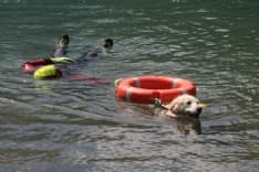 CERESOLE REALE - I cani Terranova nel lago per l'abilitazione al soccorso in acqua
