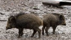 CINGHIALI - Peste suina africana: scattano le misure preventive in Piemonte