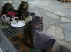 BORGARO - Tre gatti avvelenati da qualche idiota: è allarme