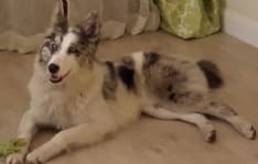 RICERCA CANE - Appello per Neve, smarrita a Ceresole Reale