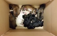 QUINCINETTO - Otto cuccioli gettati da un ponte: salvati da carabinieri e vigili del fuoco