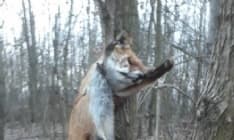 MONTANARO - Due volpi barbaramente uccise in un boschetto