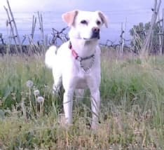 AGLIE' - Il tuono è troppo forte, cane scappa da casa