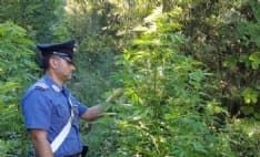 LOCANA - Piantagione di marijuana lungo l'Orco. Due diciottenni nei guai - FOTO e VIDEO