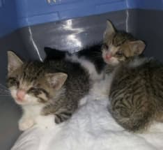 IVREA - Cinque gatti abbandonati davanti al gattile