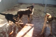 OGLIANICO - Cuccioli di pochi mesi abbandonati dentro uno scatolone