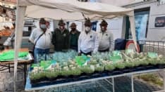 CUORGNE' - Sono andate a ruba le Stelle Alpine solidali