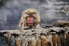 PHOTO - Il mondo animale negli scatti di Steve McCurry