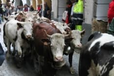 PONT CANAVESE - Quest'anno niente festa della transumanza