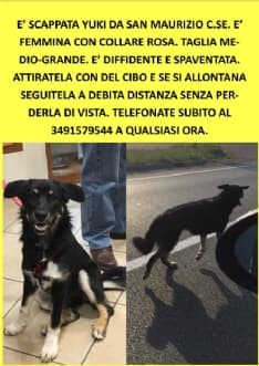 CANAVESE - Appello per ritrovare la piccola Yuki