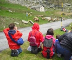 PARCO GRAN PARADISO - A Locana si conclude il progetto «Chi ama protegge»