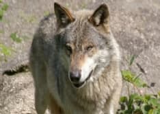 CANAVESE - Lupi sulle montagne: l'Enpa dalla parte degli animali