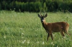 ROMANO CANAVESE - Finisce in ospedale per salvare un capriolo: la disavventura di un 66enne