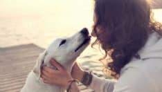 IVREA - Jimmy cane eroe: il suo gesto sarà riconosciuto a Camogli con il «Premio fedeltà del cane»