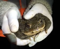 CANAVESE - La Città metropolitana salva migliaia di rane e rospi «innamorati» - FOTO