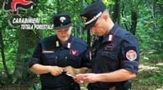 CHIVASSO - I carabinieri forestali lasciano la città e si spostano a Volpiano