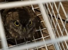 OGLIANICO - I vigili del fuoco salvano un gufetto rimasto incastrato in una canna fumaria - FOTO