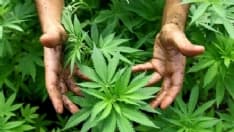 MONTANARO - Coltivano marijuana: marito e moglie arrestati