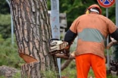 CASTELLAMONTE - Alberi malati: 19 quelli da abbattere
