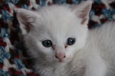 PONT-RIVAROLO - Cani e gatti sfortunati chiedono aiuto