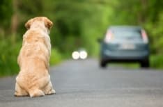 PET - Finita la pandemia, cresce l'abbandono dei cani