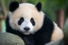 PET – Il Panda non è più a rischio estinzione