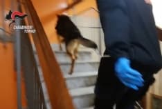 CRONACA - Chili di droga in arrivo a Torino dalla Spagna: sei arresti - VIDEO
