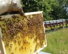 MERCENASCO - Vandali devastano le arnie delle api: danni ingenti