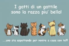 RIVAROLO - Porte aperte al Gattile di villa Vallero