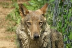 RONCO CANAVESE - Lupi in valle Soana: scontro politico in Regione sulle opzioni di contenimento