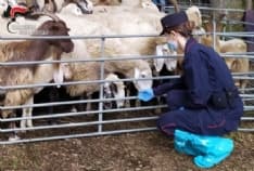 CANAVESE - Ovini ceduti «a tempo determinato» solo per incassare i fondi europei: quattro allevatori denunciati - VIDEO