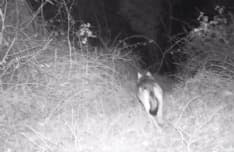 CHIVASSESE - Il lupo c'è: filmati due esemplari a spasso... - VIDEO