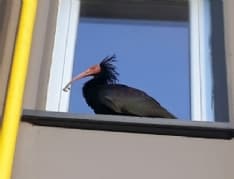 BUSANO-FRONT - «Buongiorno, sono l'Ibis Eremita... e mi piace proprio il Canavese» - FOTO