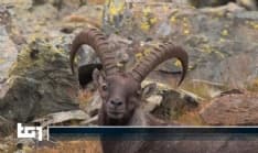 RONCO CANAVESE - La Valle Soana, la vita in montagna e il Parco Gran Paradiso sul Tg1 - VIDEO