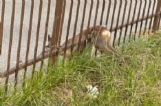 FORNO CANAVESE - Capriolo incastrato in una cancellata: liberato dai vigili del fuoco