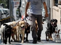 CUCCIOLI - Piemonte: è nato l'albo dei dog sitter