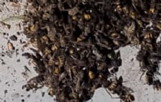 SALASSA - Maxi nido di vespe: interviene la protezione civile