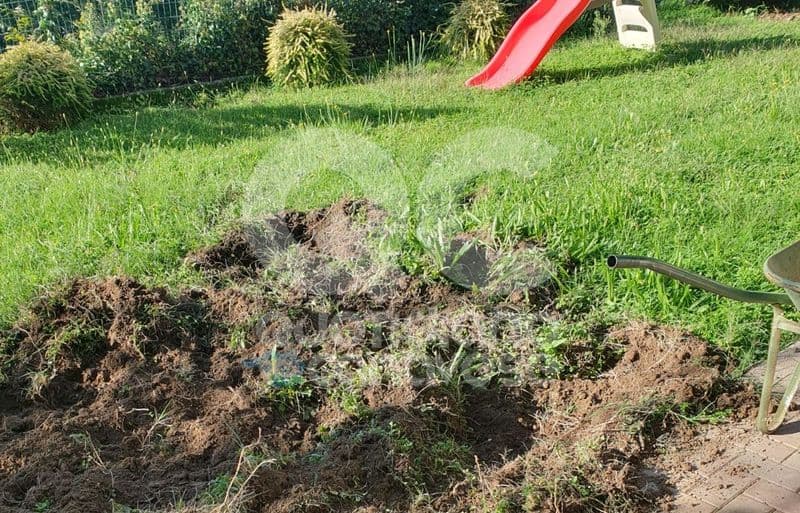 CASTELLAMONTE - Cinghiali senza paura devastano anche i giardini delle case - FOTO