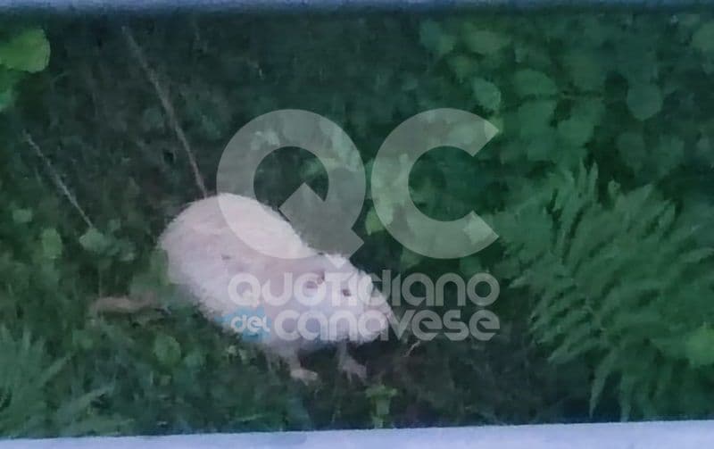 CASTELLAMONTE - La rara nutria albina nuovamente avvistata in frazione Spineto - FOTO
