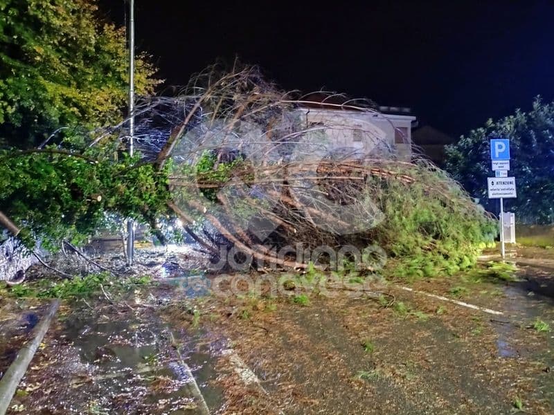 CASTELLAMONTE - Cade un grosso albero in strada: provvidenziale intervento dei vigili del fuoco - FOTO