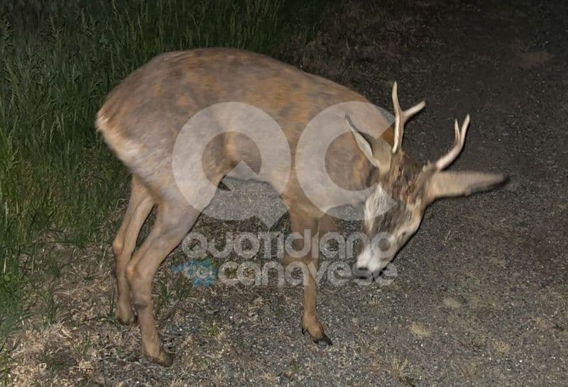 BUSANO - Capriolo investito sulla provinciale: lo sfortunato animale soccorso dopo ore - FOTO