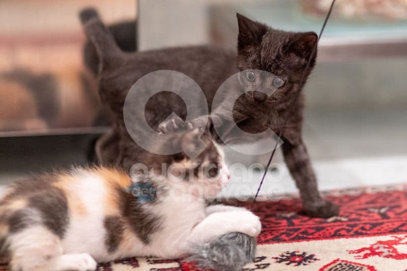 LOMBARDORE - Cinque gattini appena nati gettati in un sacchetto sulla 460 - FOTO